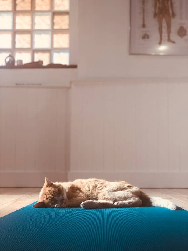 cat on mat